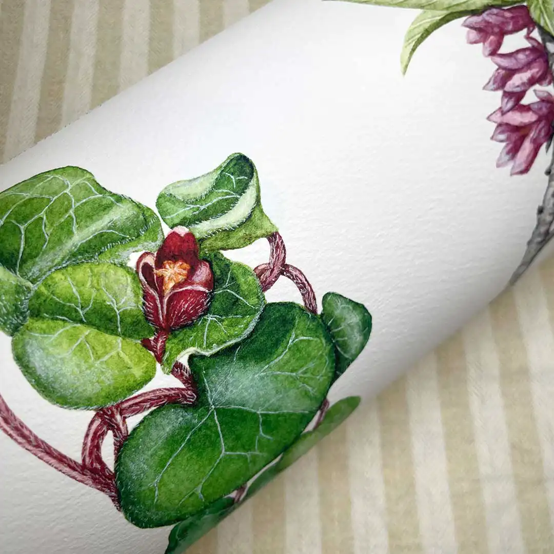 Plakat „Poznajmy rośliny Naszych Lasów” - obrazek 3