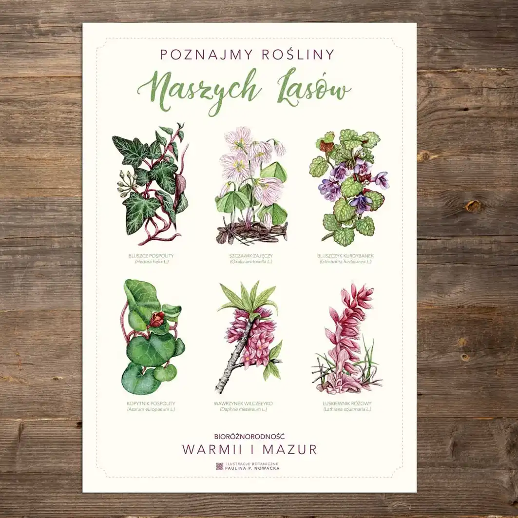 Plakat „Poznajmy rośliny Naszych Lasów” - obrazek 4