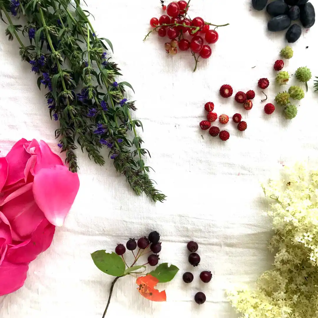 Produkty na warsztaty dzikiej fermentacji Biotop Art