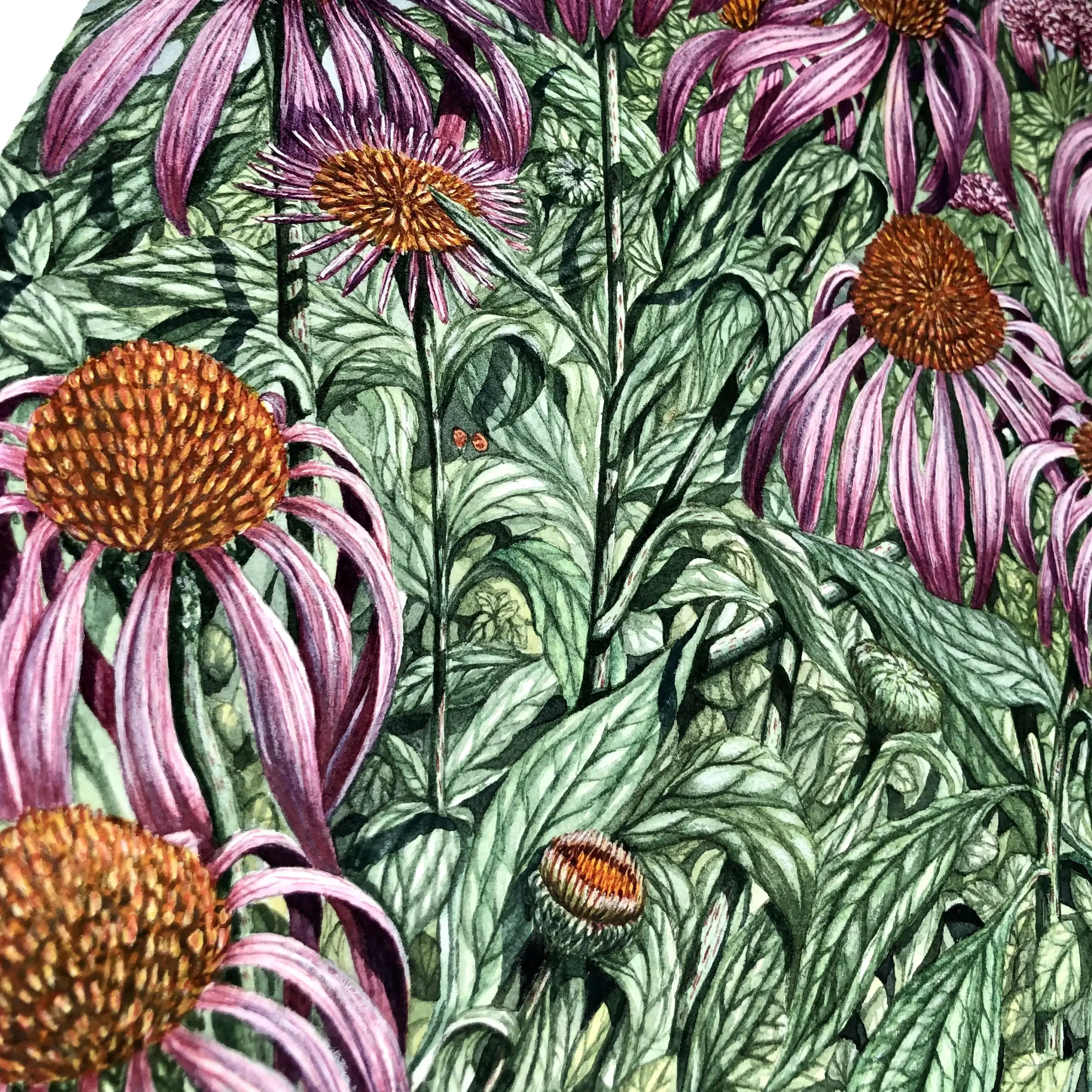 jezowka i oregano-reprodukcja Biotop Art lipiec