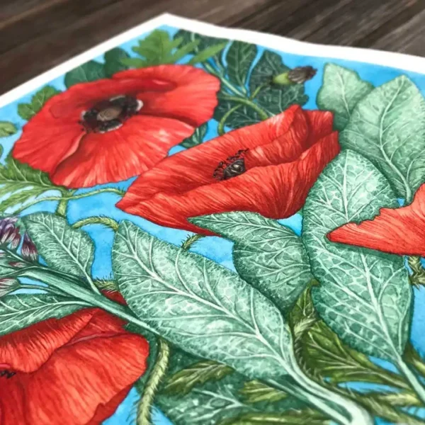 Szałwia i Maki reprodukcja Biotop_Art