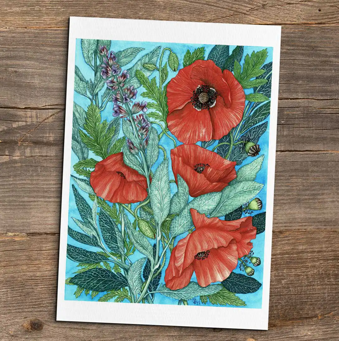 Szałwia i Maki reprodukcja Biotop_Art